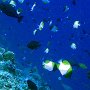 Apo Reef viel Fisch