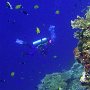gute Sicht Apo Reef 