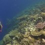 schöne Riffe, dort wo nicht gesprengt wird Apo Reef 