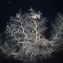 Gorgonenhaupt bei Nacht